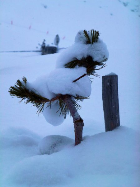 manteau blanc