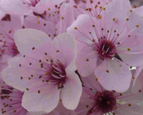 fleurs de cerisier