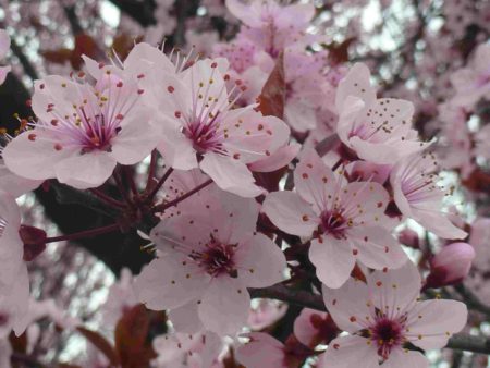 fleurs de cerisier roses