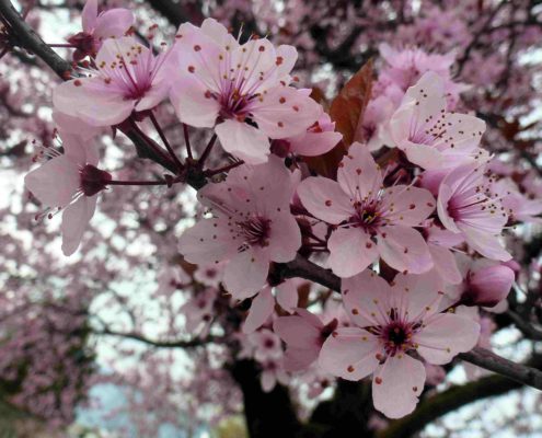 fleurs de cerisier