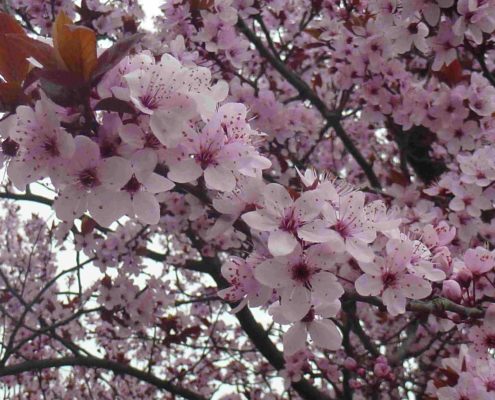 fleurs de cerisier