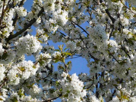 fleurs de cerisier