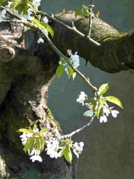 fleurs de cerisier & lumière