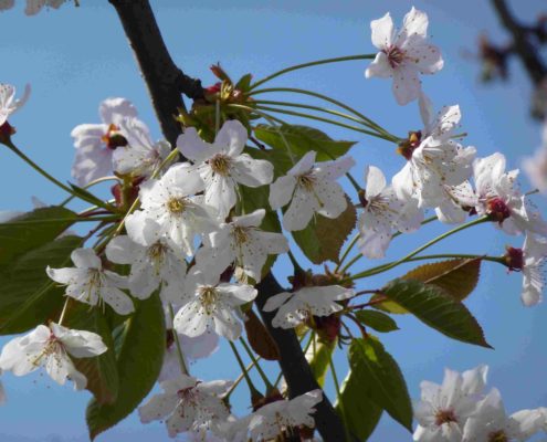 fleurs de cerisier