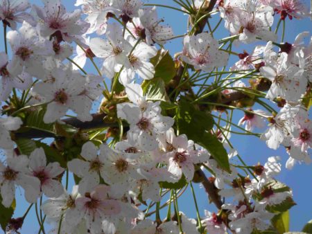 fleurs de cerisier