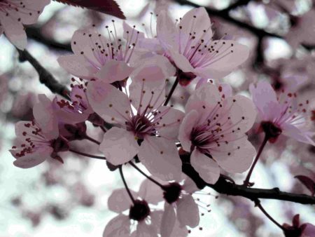 fleurs de cerisier roses