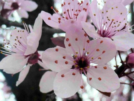 fleurs de cerisier roses