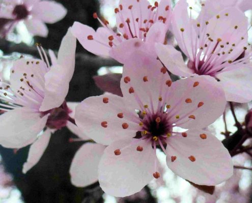 fleurs de cerisier roses