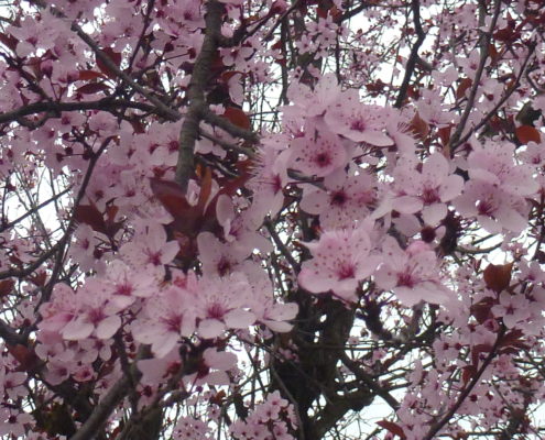 fleurs de cerisier