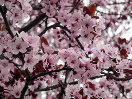 fleurs de cerisier roses