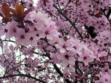 fleurs de cerisier roses