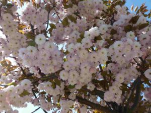 cerisier à fleurs blanches