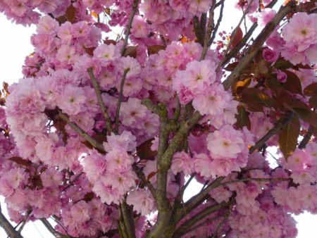 Cerisier à fleurs blanches