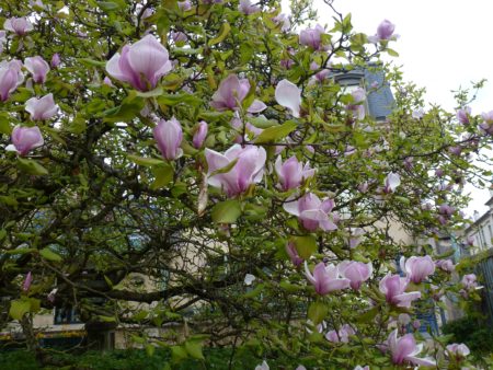 Magnolia à fleurs géantes, jardin du musée de l'Ecole de Nancy