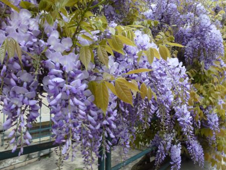 Glycine, Nancy