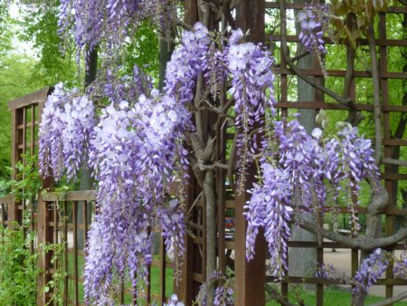 Glycine, Parc de la Pépinière, Nancy