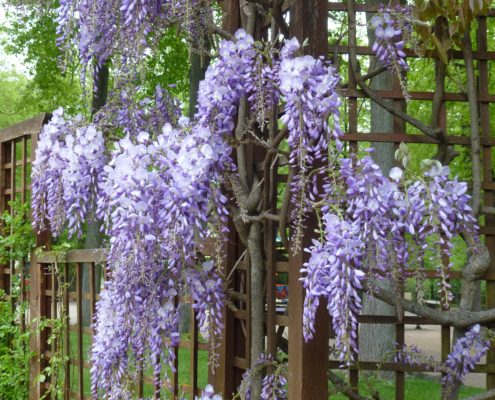 Glycine, Parc de la Pépinière, Nancy