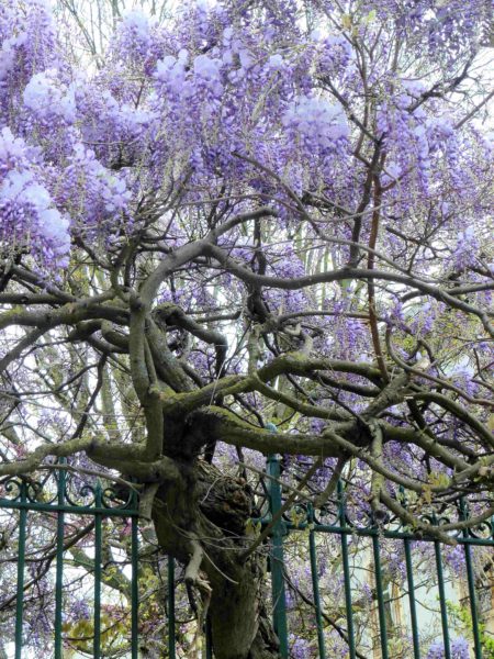 Glycine, Nancy