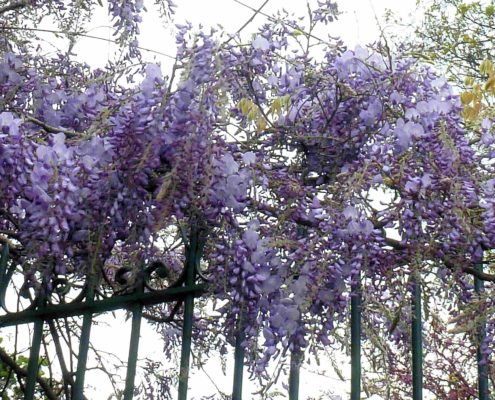 Glycine, Nancy