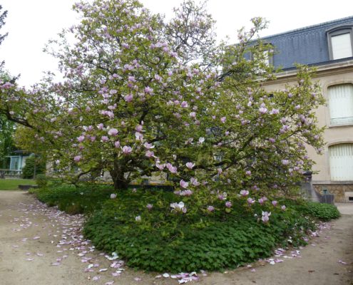 Magnolia à fleurs géantes, jardin du musée de l'Ecole de Nancy