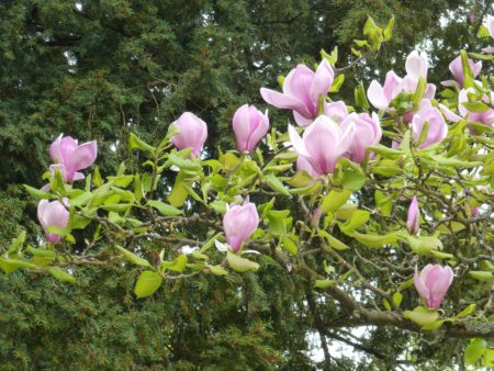 Magnolia à fleurs géantes, jardin du musée de l'Ecole de Nancy