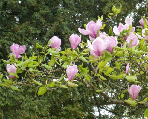 Magnolia à fleurs géantes, jardin du musée de l'Ecole de Nancy