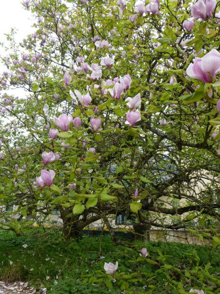 Magnolia à fleurs géantes, jardin du musée de l'Ecole de Nancy