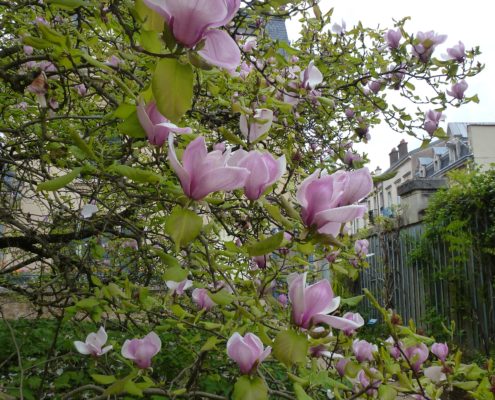 Magnolia à fleurs géantes, jardin du musée de l'Ecole de Nancy