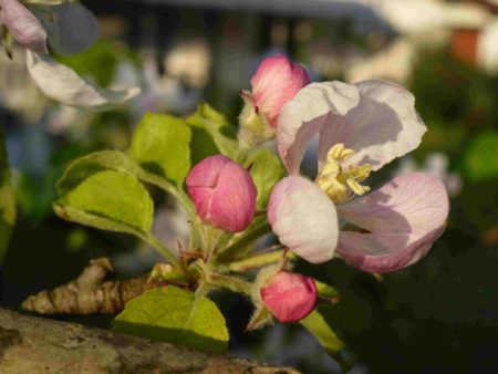 fleurs de pommier & lumière