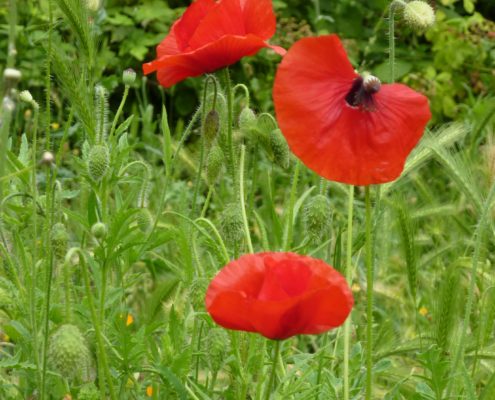 Coquelicots