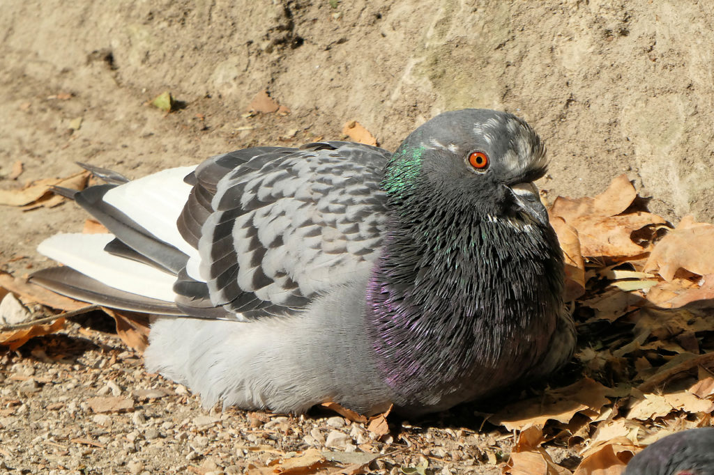 pigeon au joli collier