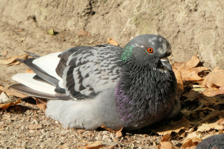 pigeon au joli collier