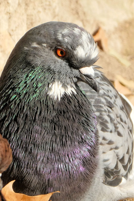 pigeons et couleurs