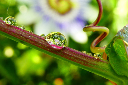 reflet de fleur de passiflore