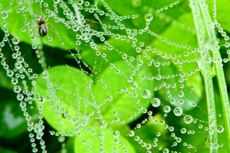 Perles de Pluie