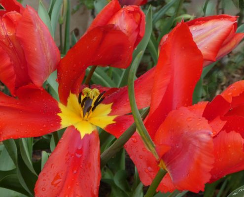 Tulipes rouges
