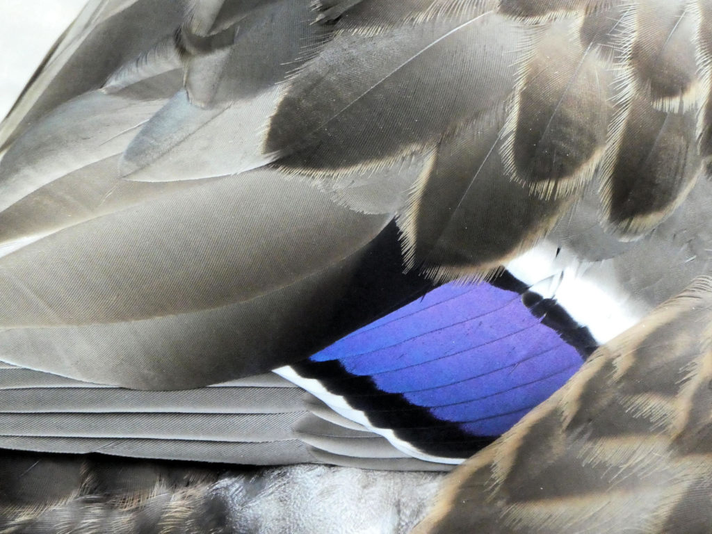canard aux ailes bleues